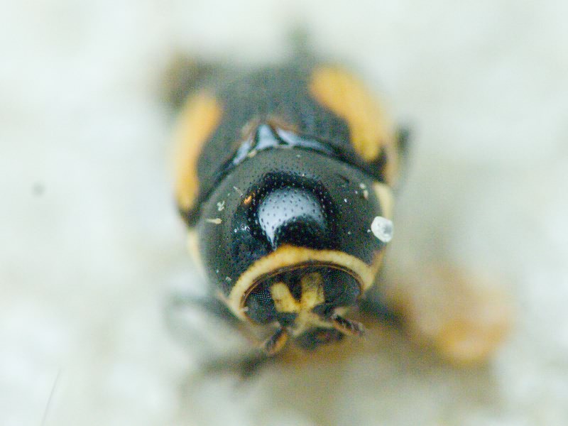 Cryptocephalus (Cryptocephalus) moraei (Linnaeus, 1758)